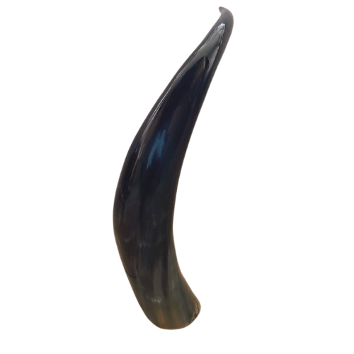 Antique Finish 14-inch Buffalo Horn Decorative Showpiece for Home Décor thumbnail 1